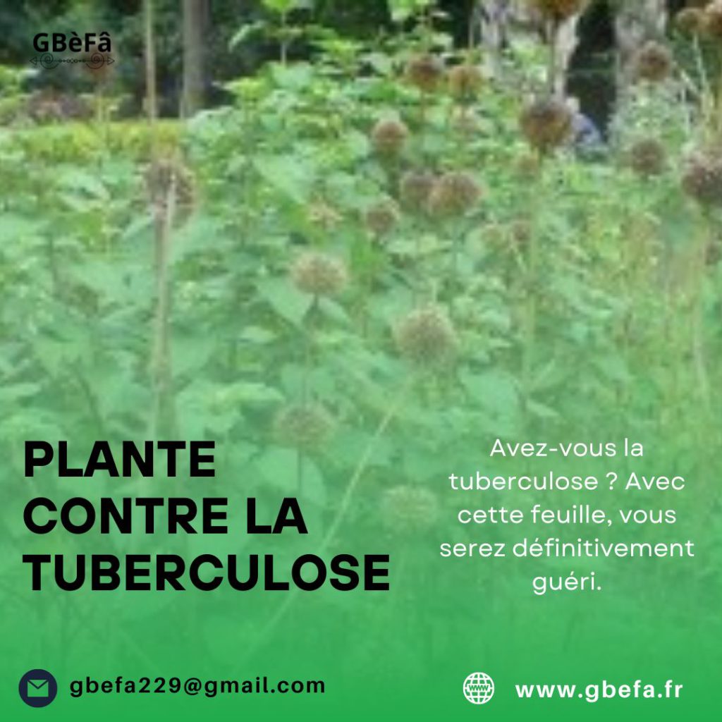 FEUILLE ACHOU CONTRE LA TUBERCULOSE